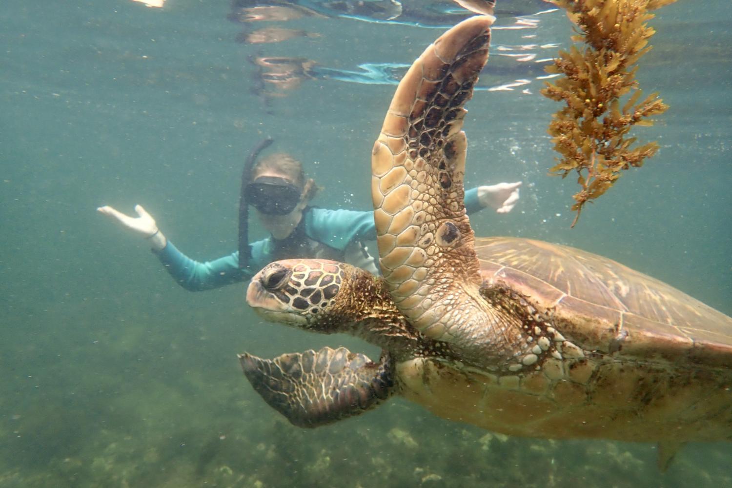 一名<a href='http://hexun.eaq.ngskmc-eis.net'>bv伟德ios下载</a>学生在Galápagos群岛游学途中与一只巨龟游泳.